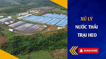 Quy Trình Xử Lý Nước Thải Chăn Nuôi Heo Quy Mô Công Nghiệp   Công Nghệ Hiện Đại