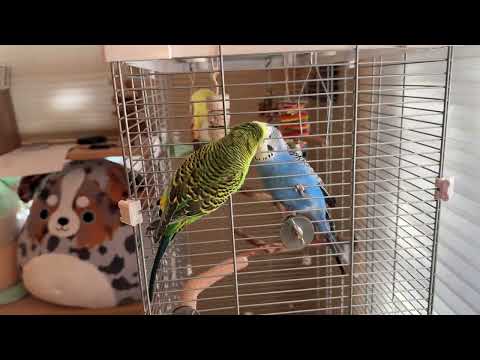 Easily Entertained Budgie Gets New Toys