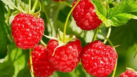 PLANTING 2 RASPBERRY VARIETIES CAROLINE AND ANNE FROM BARE ROOT/CANE STEP BY STEP GUIDE ( ZONE 7A)