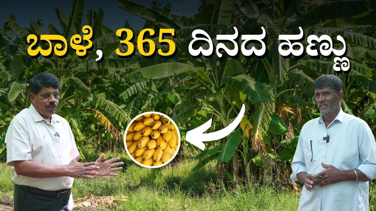 ಗುಂಪು ಬಾಳೆ ಮಾಡುವುದರಿಂದ ರೈತನಿಗೆ ಖರ್ಚು ಕಡಿಮೆ | Group Banana