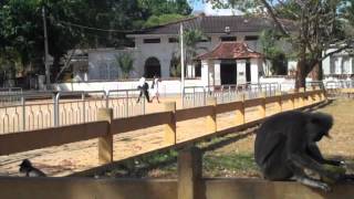 The Bodhi Tree - Kataragama, Sri Lanka