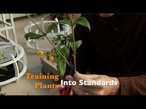 Video: We Grow A Standard Plant