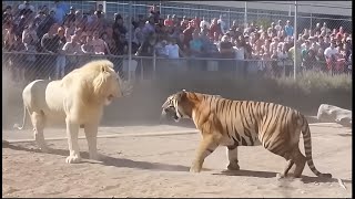 👑 The Wild Kings Collide – Tiger vs White Lion.