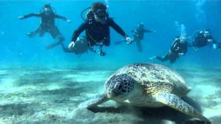 GREAT Egypt Scuba Diving - 2012 @ GoPro