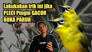 Trik paling jitu GACORKAN PLECI tanpa doping 100% BUKA PARUH