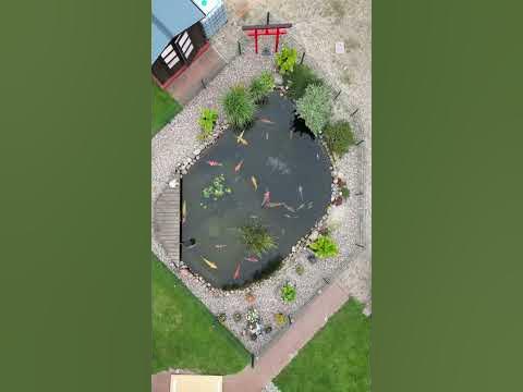 Tolle Perspektive 👌 ein richtig schöner Koi Teich. Demnächst auf meinem