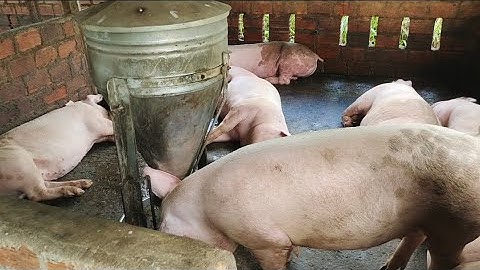 Cách Xử Lí Heo Cả Đàn Cắn 1 Con