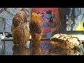 Amber - Gemstone / Ámbar - Piedra preciosa fosilizada - Museum Lithuania / Museo Lituania - Fosil