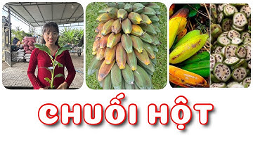 Cây Chuối hột | 0386569374 - Ngọc Ngân Bến Tre | Chuyên cây độc lạ