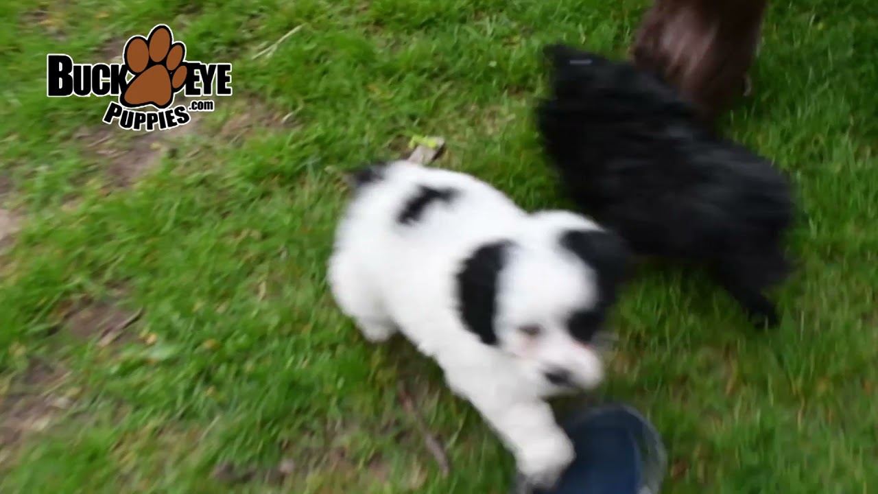 Cockapoo Puppies - YouTube