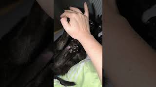 Bauchikraulen Mit Kickbox Training Aug 2025