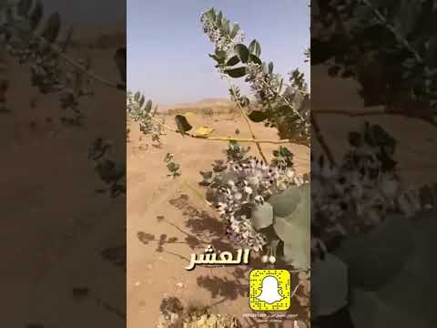 شجرة العشر وفوائدها لكثير من الامراض واستخداماتها