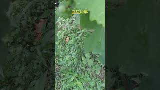 포도나무 (7.2)