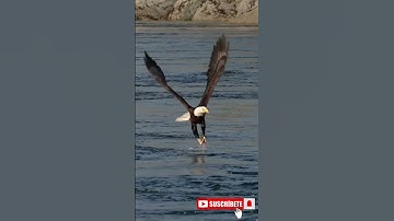 Unleash Your Inner Eagle | Rise Above Limits