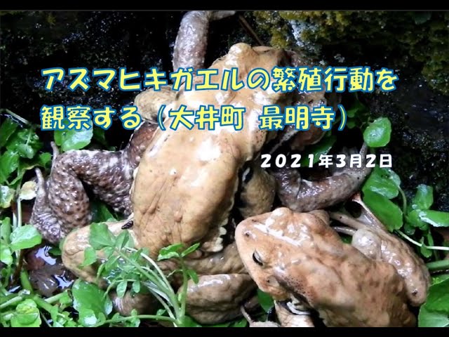 sddefault.jpg アズマヒキガエル（自家繁殖個体CB！）3匹