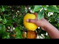 Picking lemons from the tree | The simple way | JUICING RECIPE