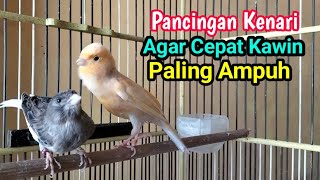 Suara Pancingan Kenari Agar Cepat Birahi Dan Kawin,Terbukti Ampuh Sekali Putar langsung Kawin #005