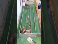 Maze Trick ng Mga Aso