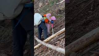 Tree planting #steep #pink  #treeplanting #wood