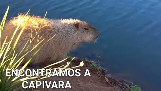 Capybara in the Lake / Saudade do Iguaçu PR.