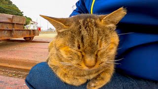 漁港にいたサビ猫ちゃん、ナデナデすると喜んで膝の上に乗ってきた