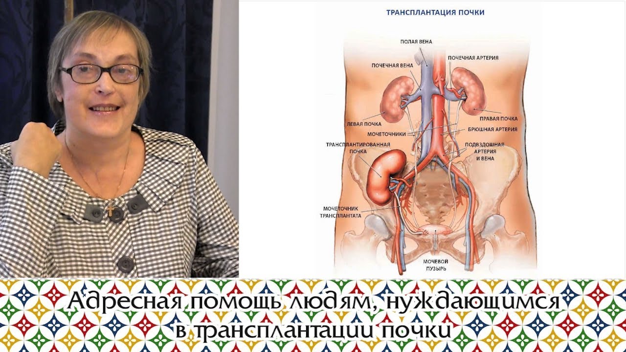 Где Находится Левая Почка У Женщины Фото