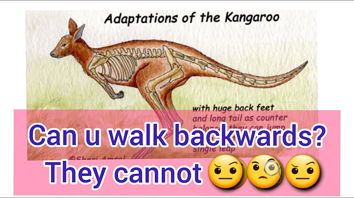 Kangaroo cannot walk backwards| FACTS FRIDAY | Animals that cannot walk backwards