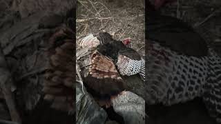 First Gobbler Ever! Scouting pays off           #onx #hunting #turkey #longbeards #kansas