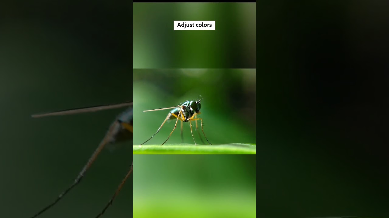 Macro photography editing in Lightroom.