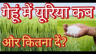 गेहूं में यूरिया कब और कितना दें? जाने पूरी जानकारी सिर्फ एक वीडियो में, Gehu ki fasal me Urea,