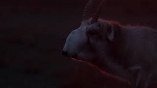 Saiga Antelope (2021)
