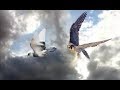 Сокол сапсан птица быстрая. Falcon peregrine falcon bird fast.