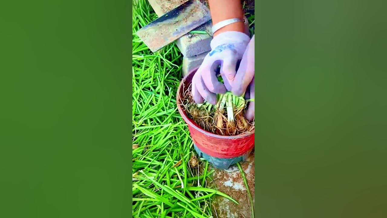the process of farmers cutting the tops of chives for packaging #shorts