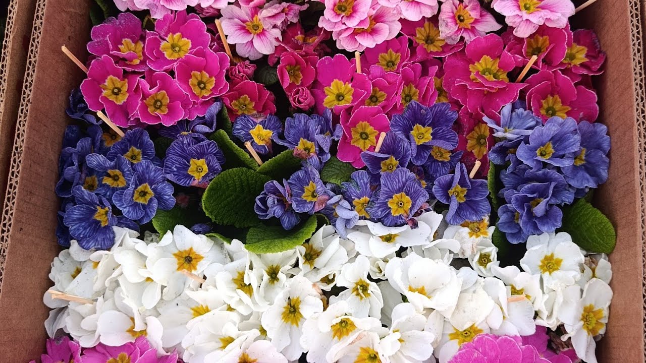 Підготовка до свята. Бізнес квіти.  8 березня 2026 р.