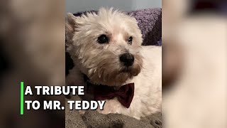 A Tribute to Mr. Teddy 💔 by Gavin and Kim 1,854 views 3 years ago 6 minutes, 54 seconds