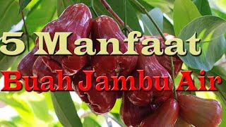 Inilah... 5 manfaat buah jambu air bagi kesehatan yang perlu anda ketahui.