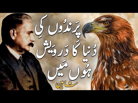 Shaheen | Bal-e-Jibril 176 | Kalam-e-iqbal | Urdu motivational Poetry | The Eagle | Allama iqbal