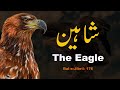 Shaheen | Bal-e-Jibril 176 | Kalam-e-iqbal | Urdu motivational Poetry | The Eagle | Allama iqbal Mp3 Song