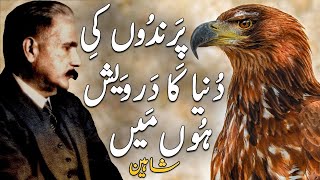 Shaheen | Bal-e-Jibril 176 | Kalam-e-iqbal | Urdu motivational Poetry | The Eagle | Allama iqbal screenshot 1