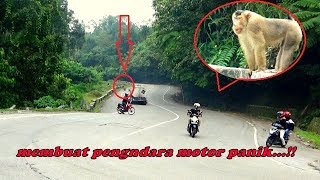 BERUK MENGAMUK DI JALUR SITINJAU LAUIK... MEMBUAT PENGNDARA MOTOR TAKUT MELINTAS