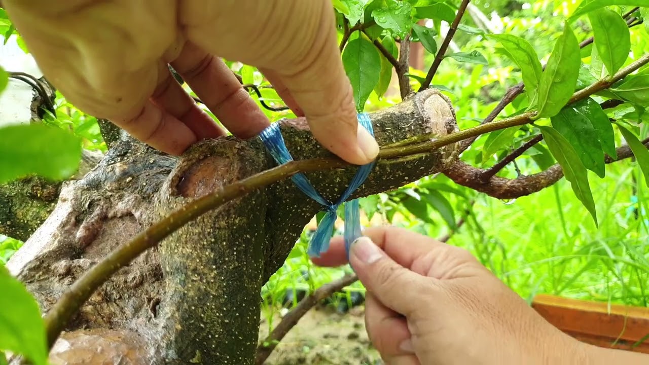 kỉ thuật ghép áp cành quấn dây!