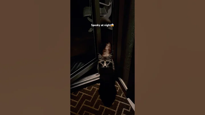 Watch the video about Can look v. scary #cat #catshorts #mainecoon #kitten #scary