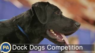 Dock Dogs: Amazing dogs jump in competition at Great American Outdoor Show