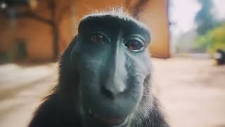 kanal fotoğrafı #troll #maymun #monkey