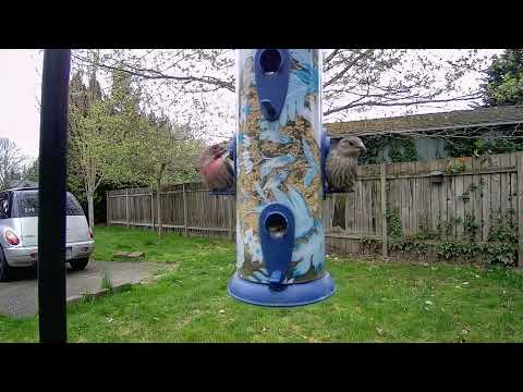 Bird feeder cam - 4/27/26