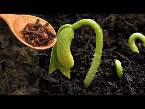 فيديو: قرنفل رملي: ينمو من البذور