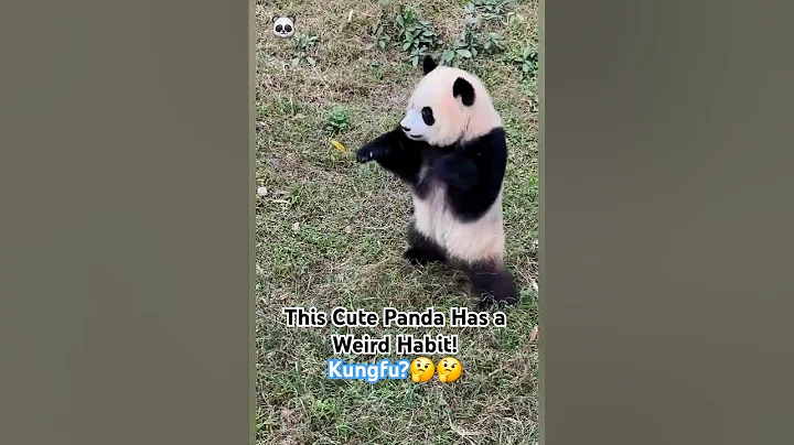 These are the Rarely Known Panda Behaviors! #shorts #animals