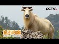 《远方的家》 国家公园（5） 唐家河 岷山深处的野生动物家园 20190308 | CCTV中文国际