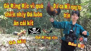 GÀ RỪNG RẶC VỀ QUÁ SUNG VÀ CÁI KẾT BẪY GÀ RỪNG SĂN GÀ RỪNG BẪY GÀ RỪNG MỚI NHẤT 2024 ĐI RỪNG#baygung