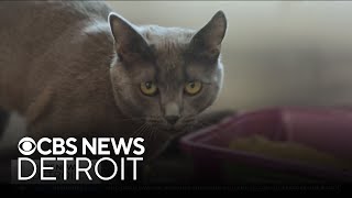 Furry Friday: Introducing Bahgeera and Macy, a bonded pair of cats